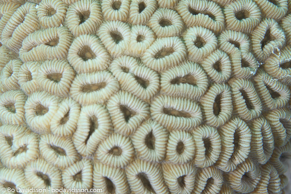 BD-120420-Fury-Shoal-5717-Dipsastraea-favus-(Forskål.-1775)-[Knob-coral].jpg